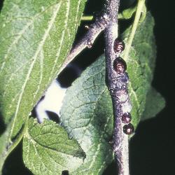Amerikanischer_Stachelbeermehltau_II.jpg