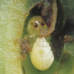 Botrytis_Fruchtfaeule_II.jpg