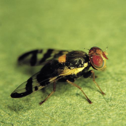 Kirschfruchtfliege_I.jpg