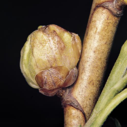 Botrytis-Fruchtfaeule_II.jpg
