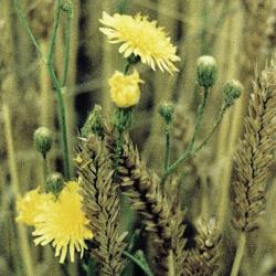 Acker-Gaensedistel_II.jpg
