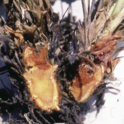Rhizomfaeule_I.jpg