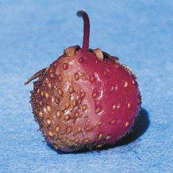 Lederbeerenfaeule_II.jpg