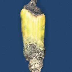 Blatt_und_Staengelfaeule_1.jpg
