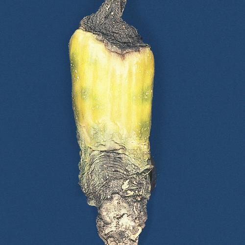 Blatt_und_Staengelfaeule_1.jpg