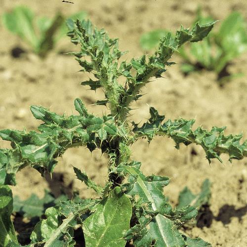 Acker-Kratzdistel_II.jpg