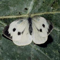 Grosser_Kleiner_Kohlweissling_4.jpg