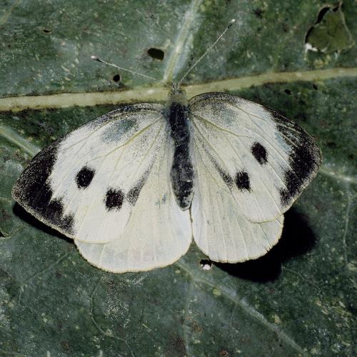 Grosser_Kleiner_Kohlweissling_4.jpg