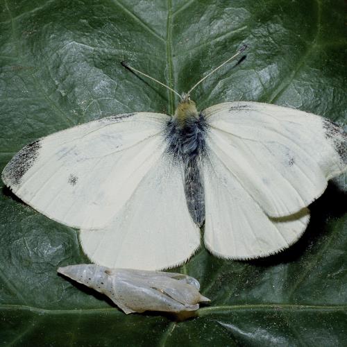 Grosser_Kleiner_Kohlweissling_3.jpg