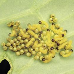 Grosser_Kleiner_Kohlweissling_1.jpg