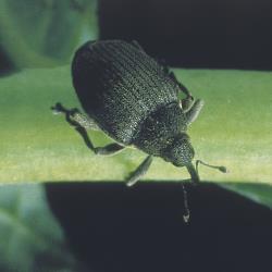 Grosser_Kleiner_Kohltriebruessler_2.jpg