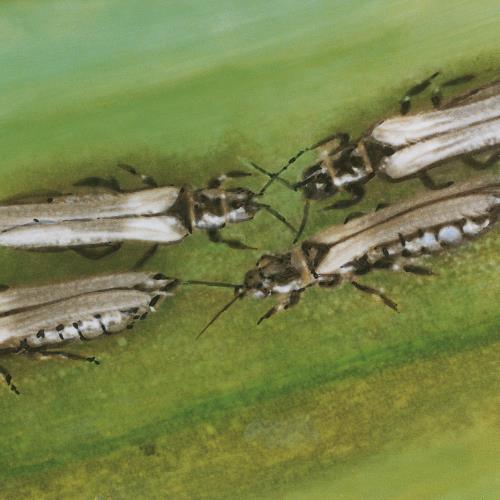 Zwiebelthrips_2.jpg