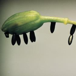 Spargelkaefer_2.jpg