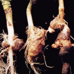 Echter Mehltau Rübe2.jpg