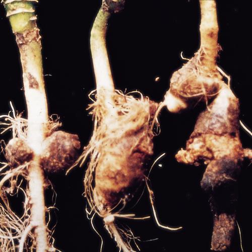 Echter Mehltau Rübe2.jpg