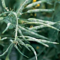 Ramularia Blattfleckenkrankheit.jpg