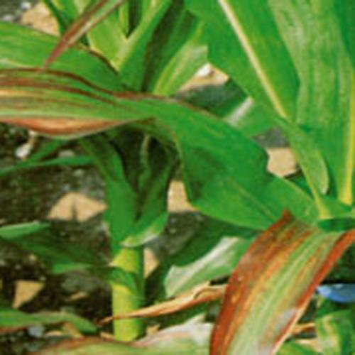 X-Borstenhirse Gelb Blatthäutchen.jpg