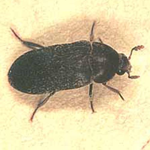 X-Fingerhirse Blut Blattspreite.jpg