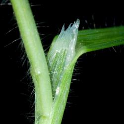 X-Trespe Taube Blatthäutchen2.jpg