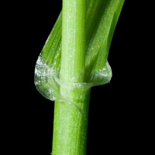 X-Weidelgras Steifes Blattspreite2.jpg