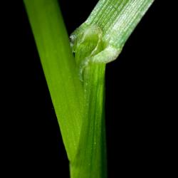 X-Weidelgras Welsches Blatthäutchen.jpg