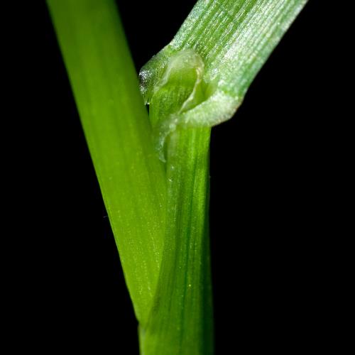 X-Weidelgras Welsches Blatthäutchen.jpg