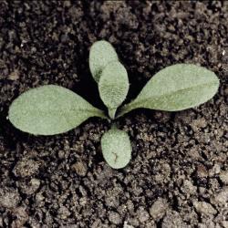 Gemeines_Hirtentaeschelkraut_III.jpg