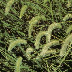 Gruene_Borstenhirse_II.jpg