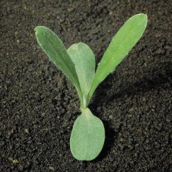 Kornblume_III.jpg