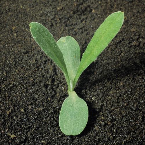 Kornblume_III.jpg