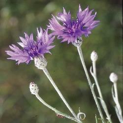 Kornblume_II.jpg