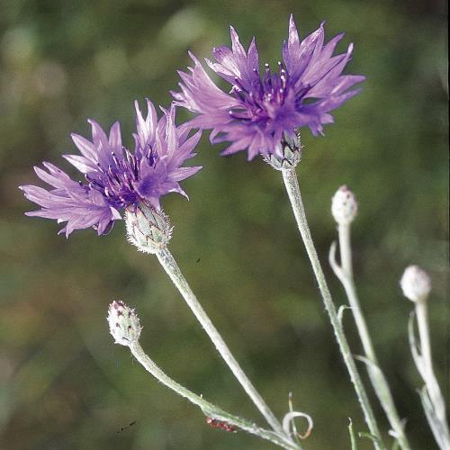 Kornblume_II.jpg