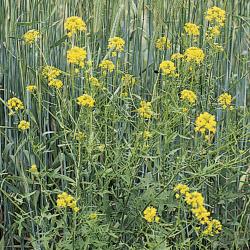 Loesels-Rauke_III.jpg