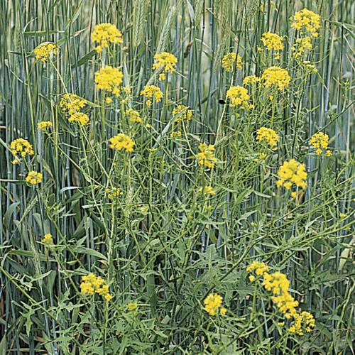 Loesels-Rauke_III.jpg