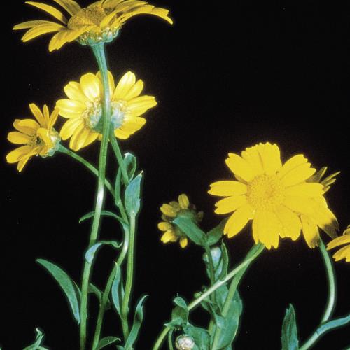 Saat-Wucherblume_II.jpg