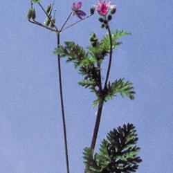 Schierlings-Reiherschnabel_II.jpg