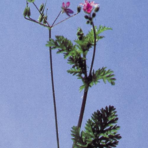Schierlings-Reiherschnabel_II.jpg