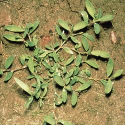 Vogel-Knoeterich_II.jpg