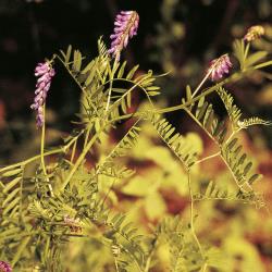 Vogel-Wicke_II.jpg