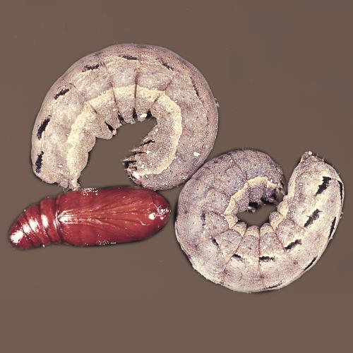 Erdraupen_II.jpg