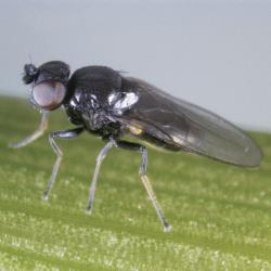Fritfliege_VI.jpg