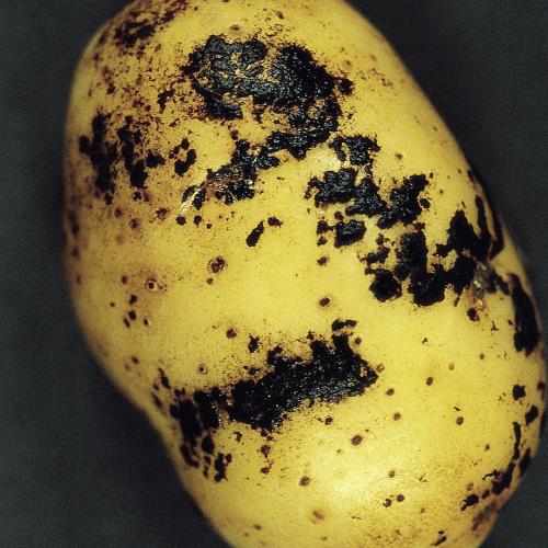 Wurzeltoeterkrankheit_3.jpg