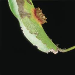 Birnengitterrost_II.jpg