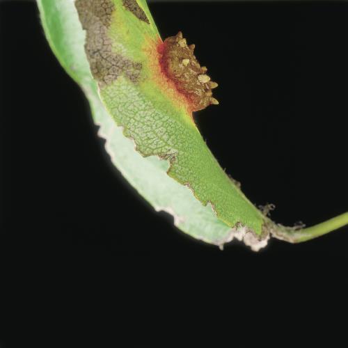 Birnengitterrost_II.jpg