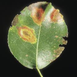 Birnengitterrost_I.jpg