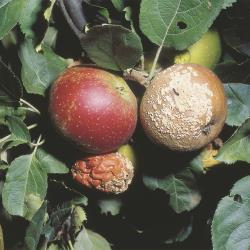 Monilia_Fruchtfaeule_II.jpg